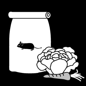 food for degu